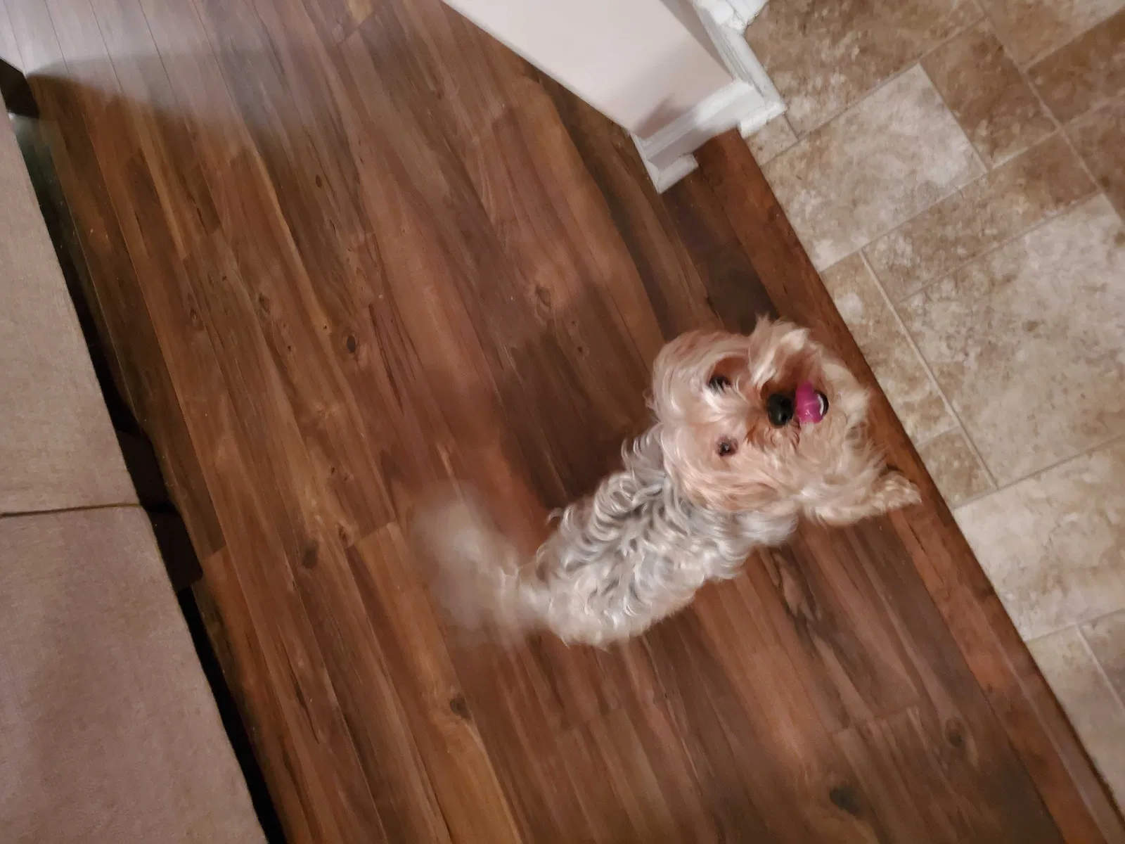 Lost dog in Kannapolis, NC, 28083