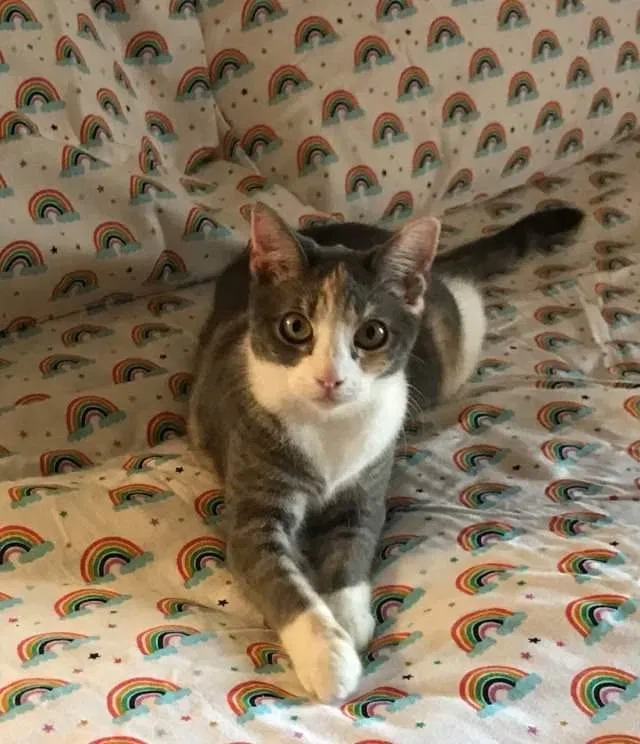 Lost cat in Riverside, CA, 92503