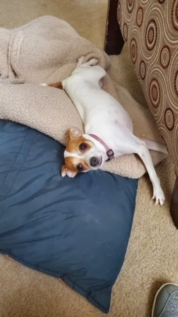 Lost dog in Converse, TX, 78109