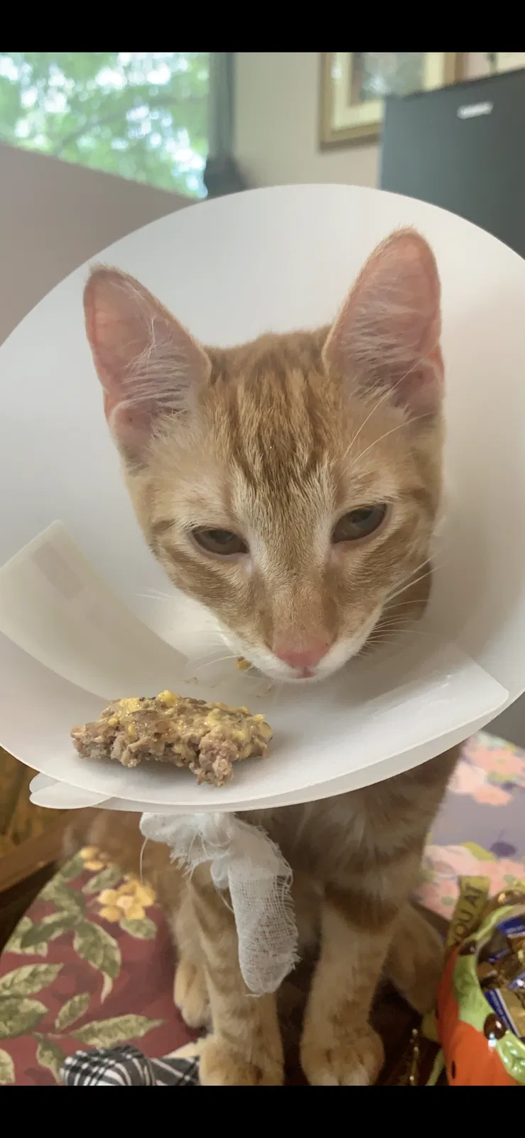 Lost cat in Longview, TX, 75605