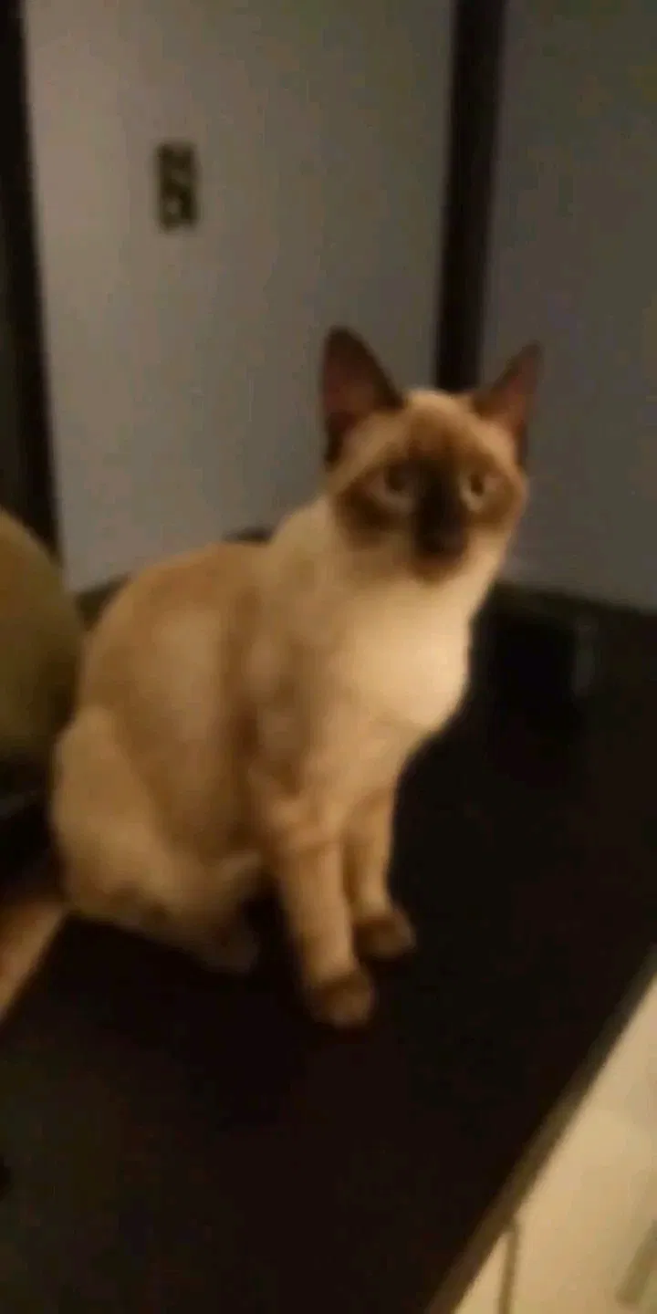 Lost cat in Rancho Cucamonga, CA, 91730