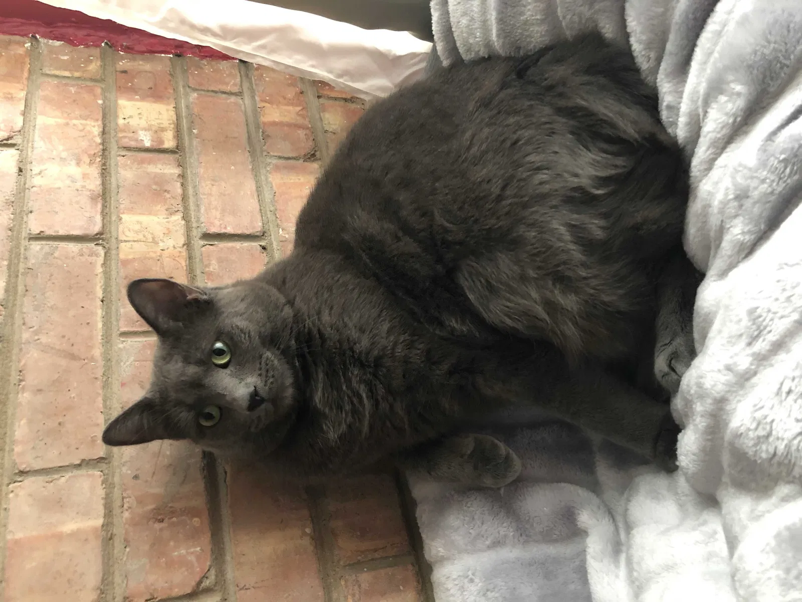 Lost cat in Flossmoor, IL, 60422
