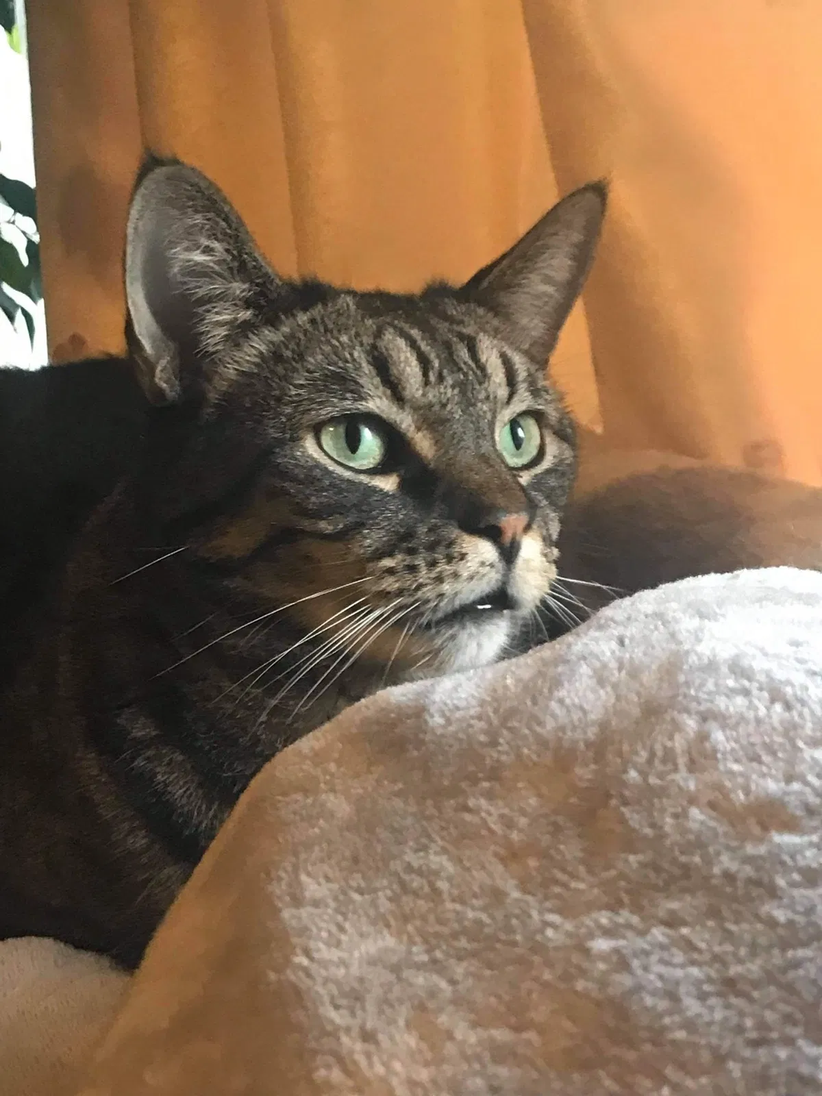 Lost cat in Flossmoor, IL, 60422