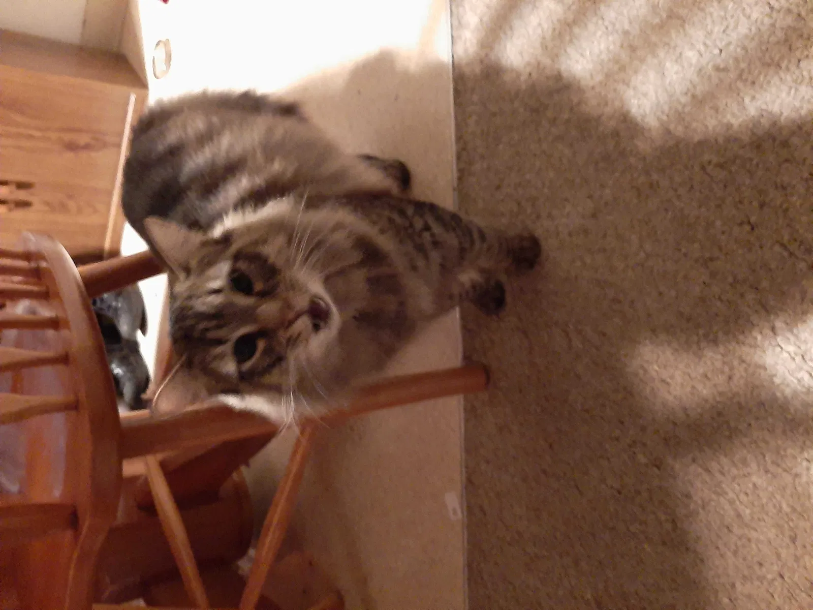 Lost cat in Vancouver, WA, 98665
