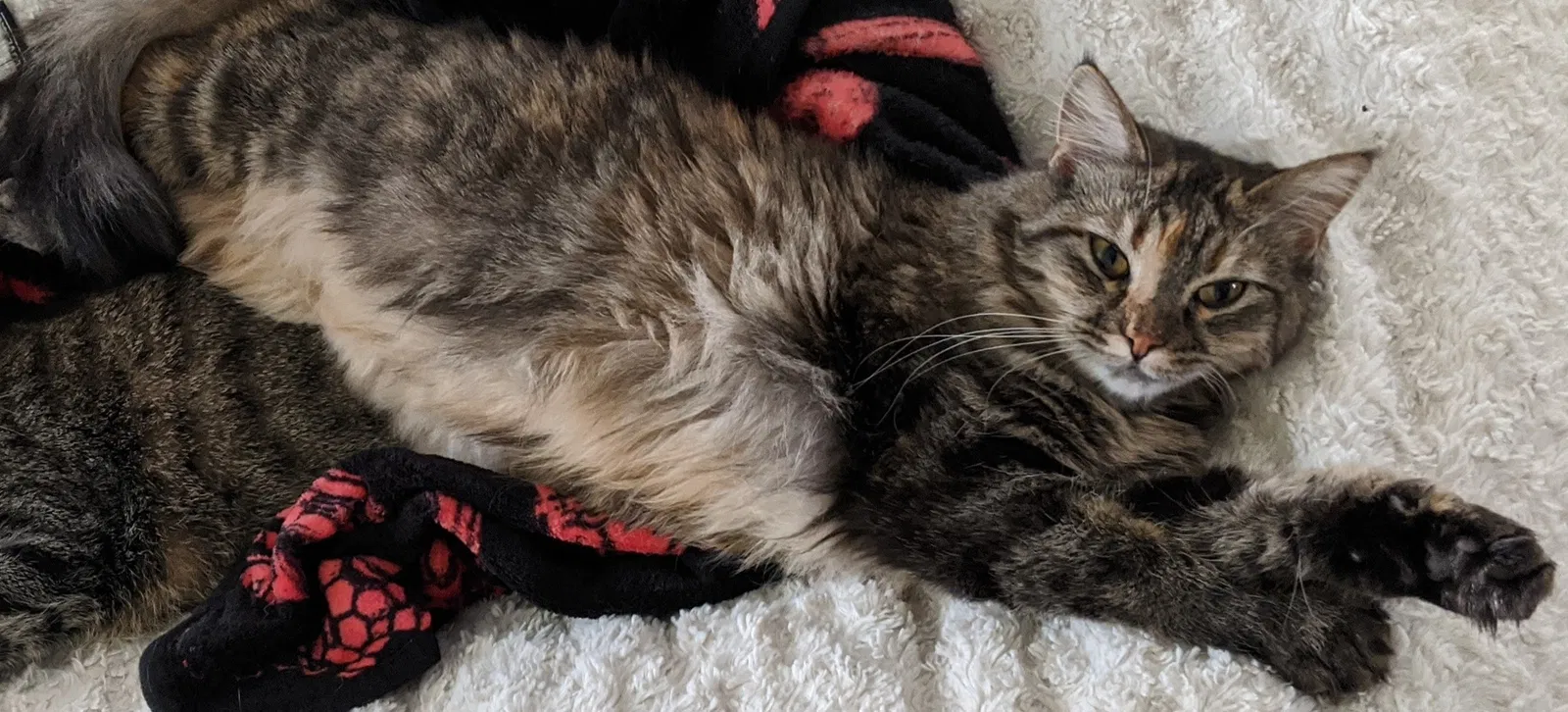 Lost cat in Valley City, OH, 44280