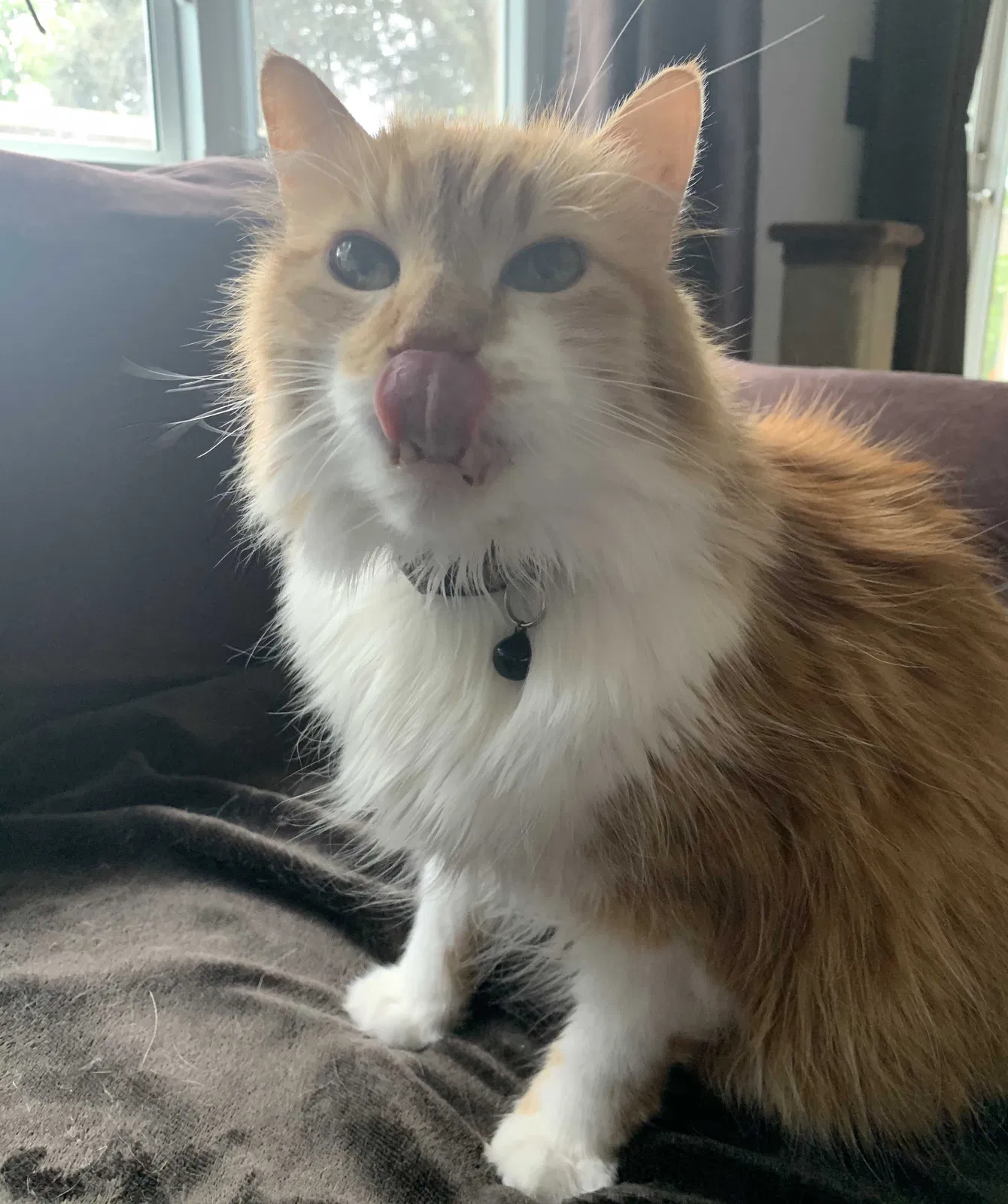 Lost cat in Fort Lauderdale, FL, 33325