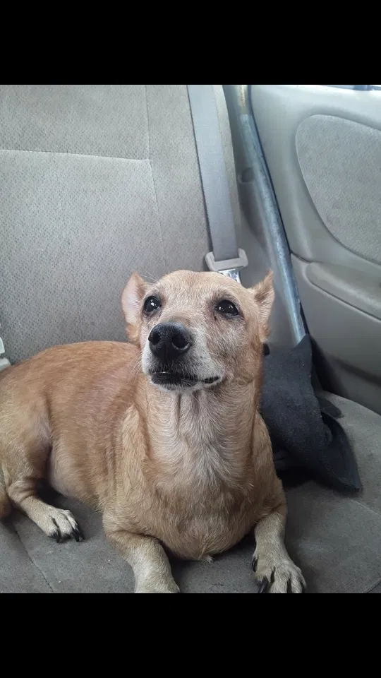 Lost dog in Decatur, GA, 30035