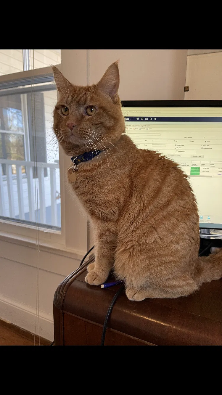 Lost cat in Rock Hill, SC, 29730