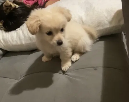 Lost dog in Atwater, CA, 95301
