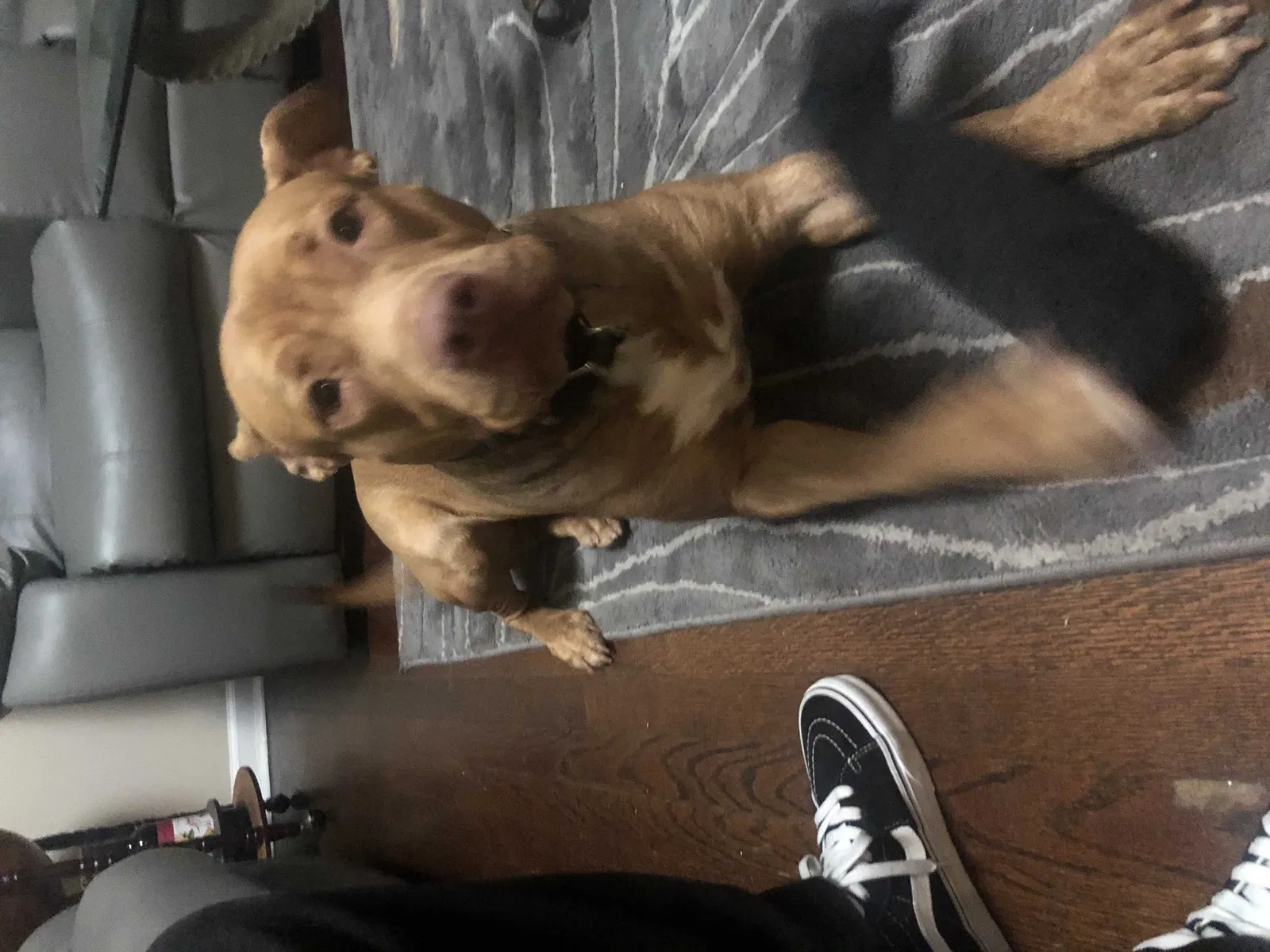 Lost dog in Chicago, IL, 60621