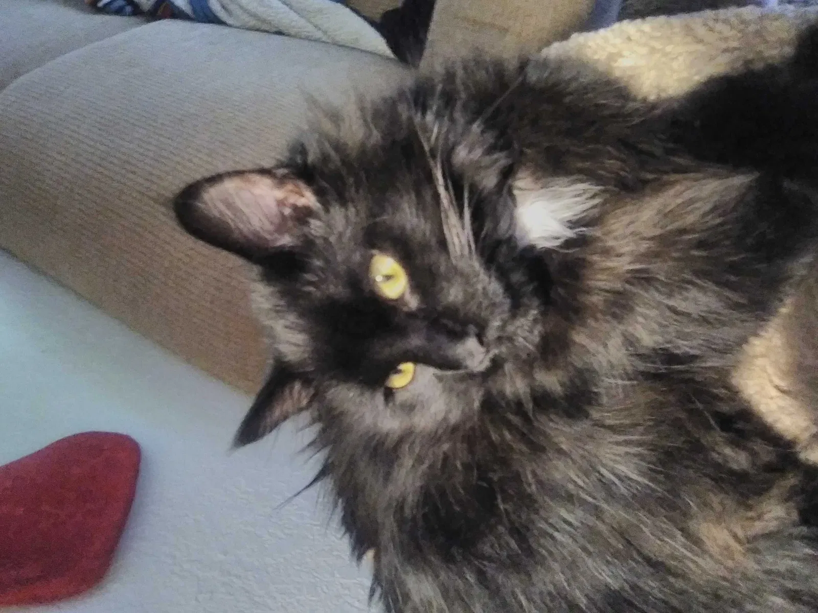 Lost cat in Sand Springs, OK, 74063