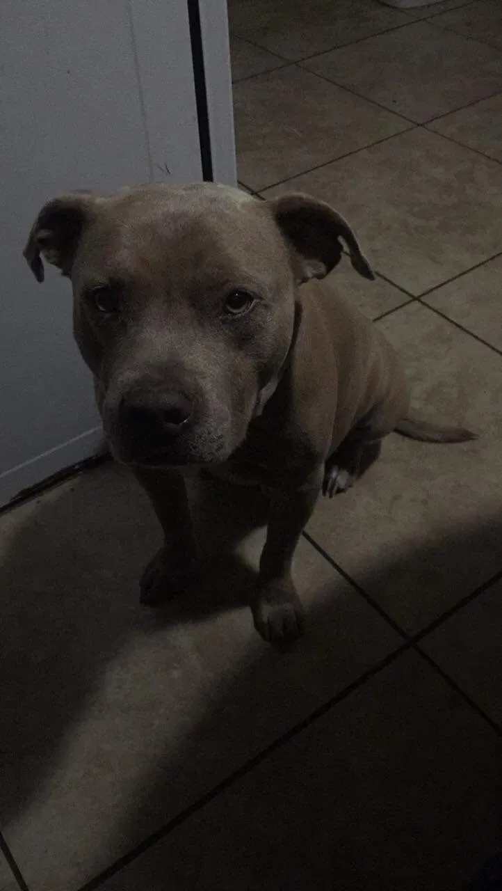 Lost dog in Merced, CA, 95340