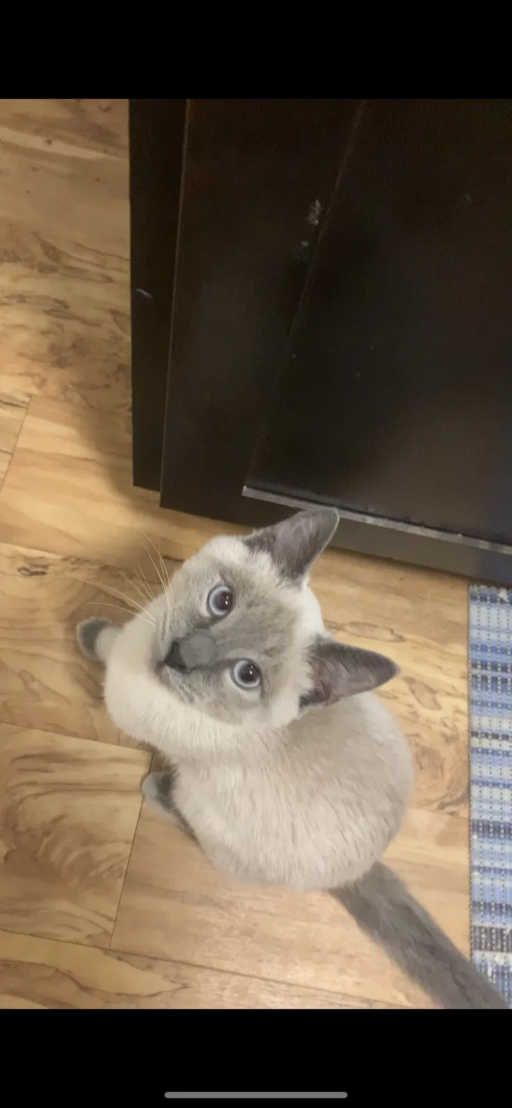 Lost cat in San Antonio, TX, 78233