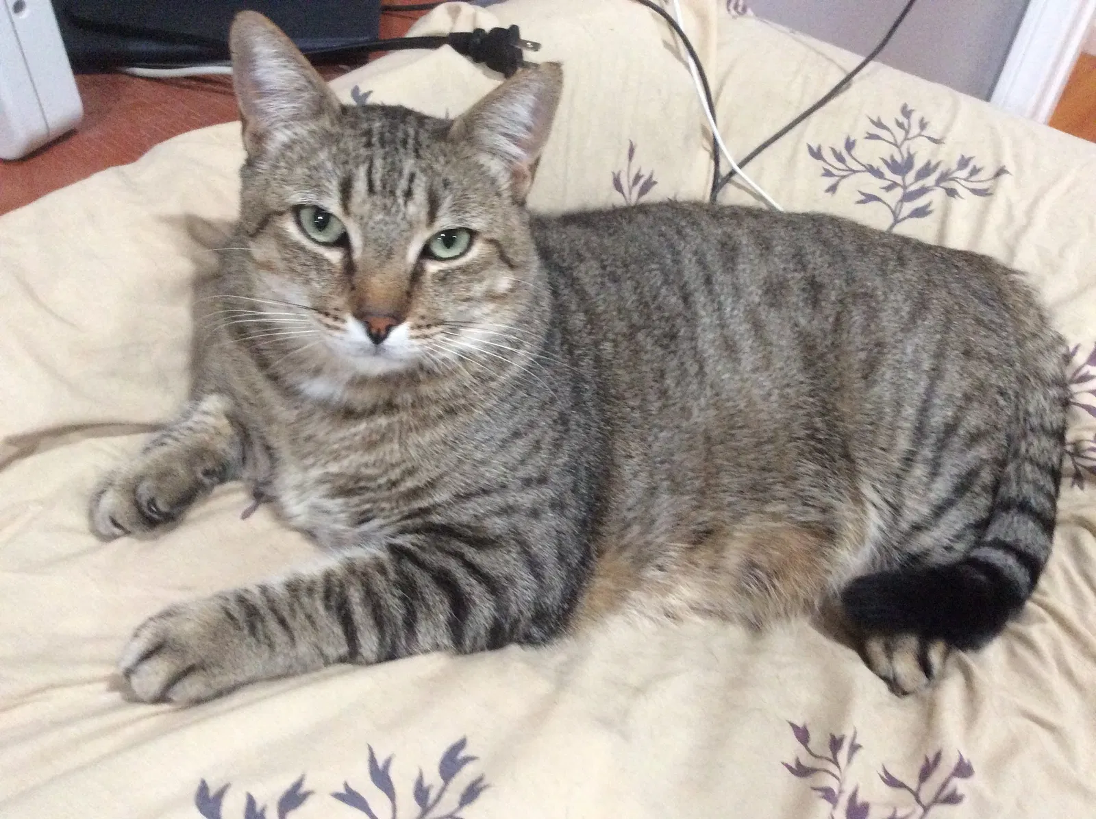 Lost cat in Buena Park, CA, 90620