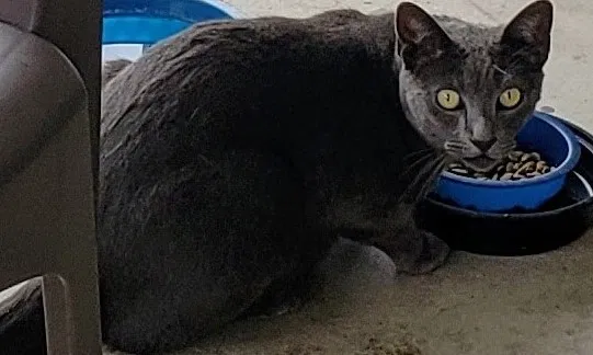 Lost cat in Buena Park, CA, 90620