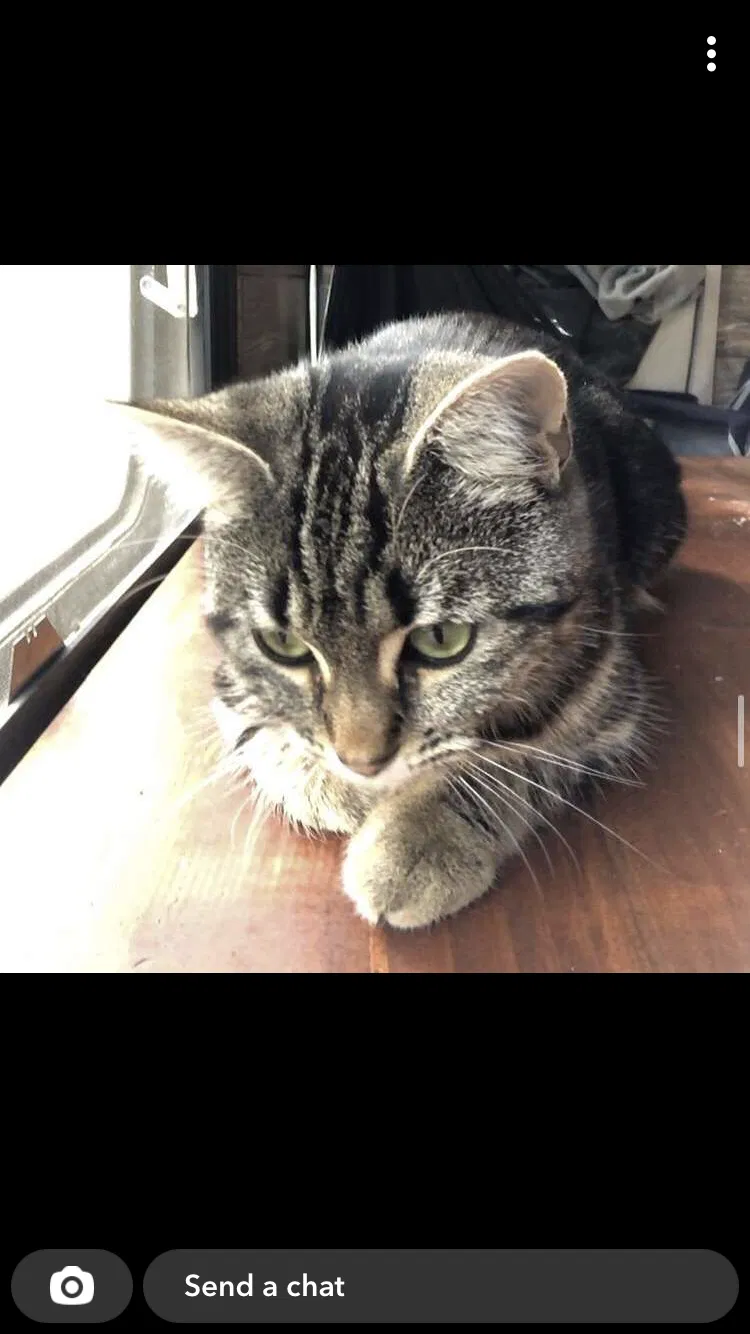 Lost cat in Bryan, TX, 77808