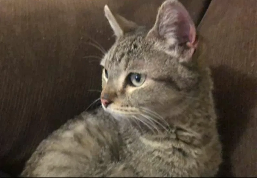 Lost cat in Homedale, ID, 83628