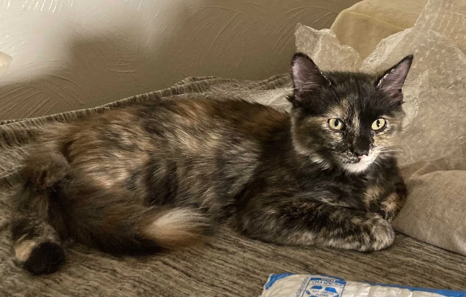 Lost cat in Denver, CO, 80219