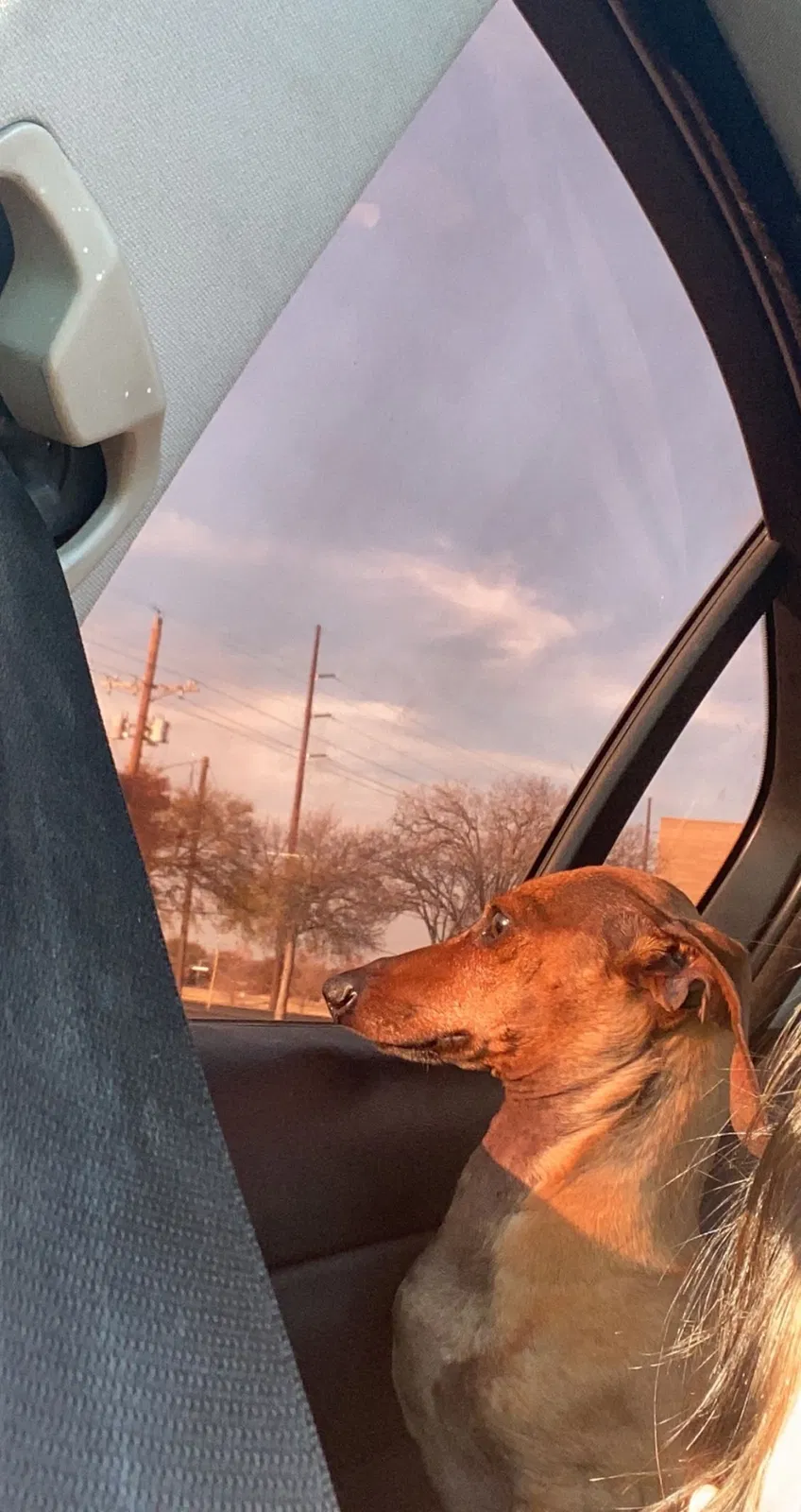 Lost dog in Lubbock, TX, 79414