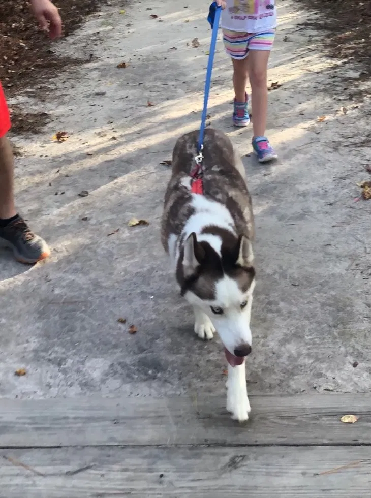 Lost dog in Florence, SC, 29505