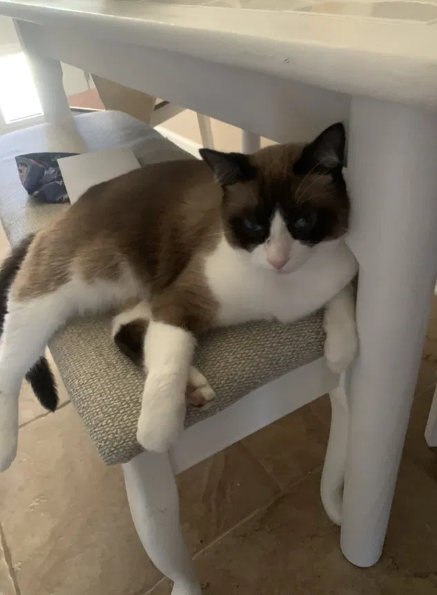 Lost cat in Benton, AR, 72015