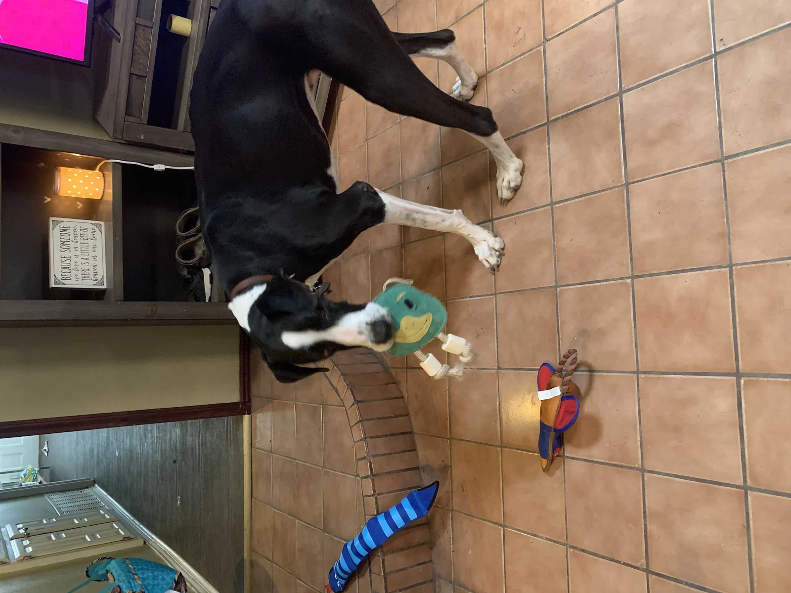 Lost dog in San Angelo, TX, 76904