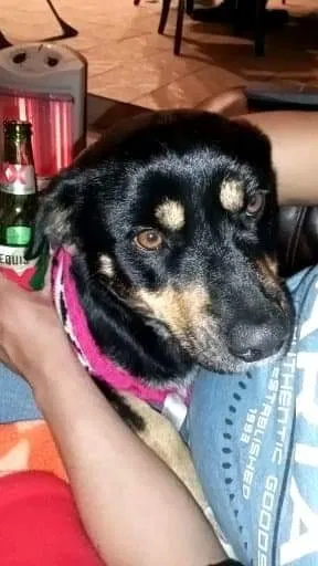 Lost dog in Las Cruces, NM, 88012