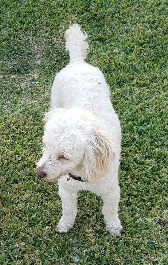 Lost dog in La Puente, CA, 91744