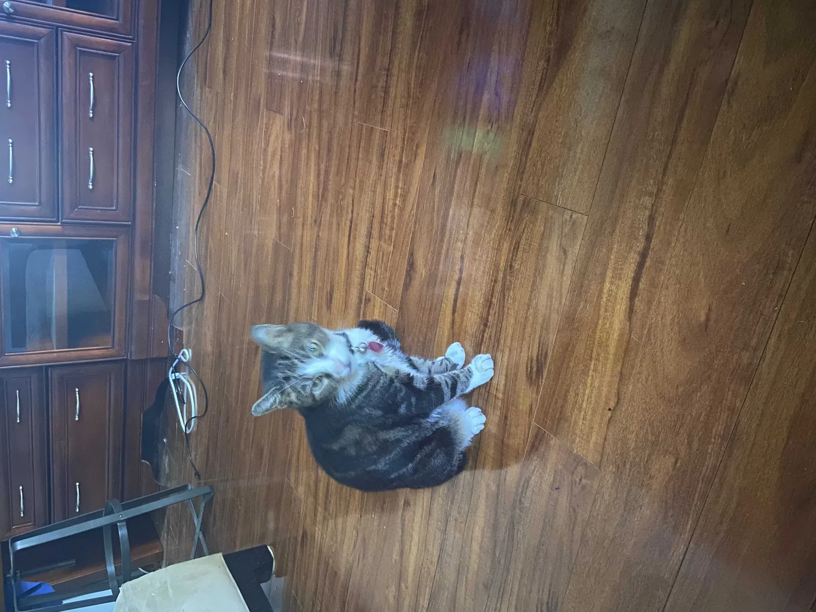 Lost cat in Saint Petersburg, FL, 33712