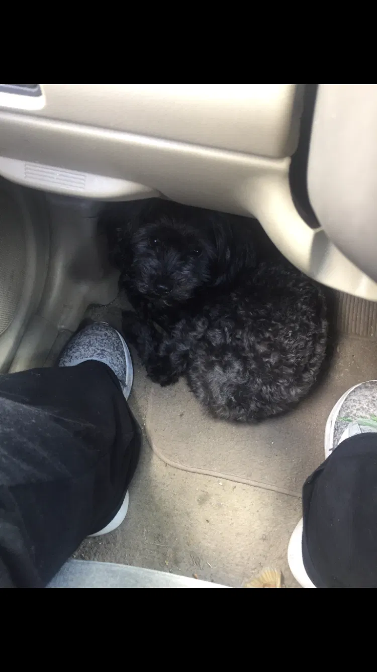 Lost dog in Hedgesville, WV, 25427