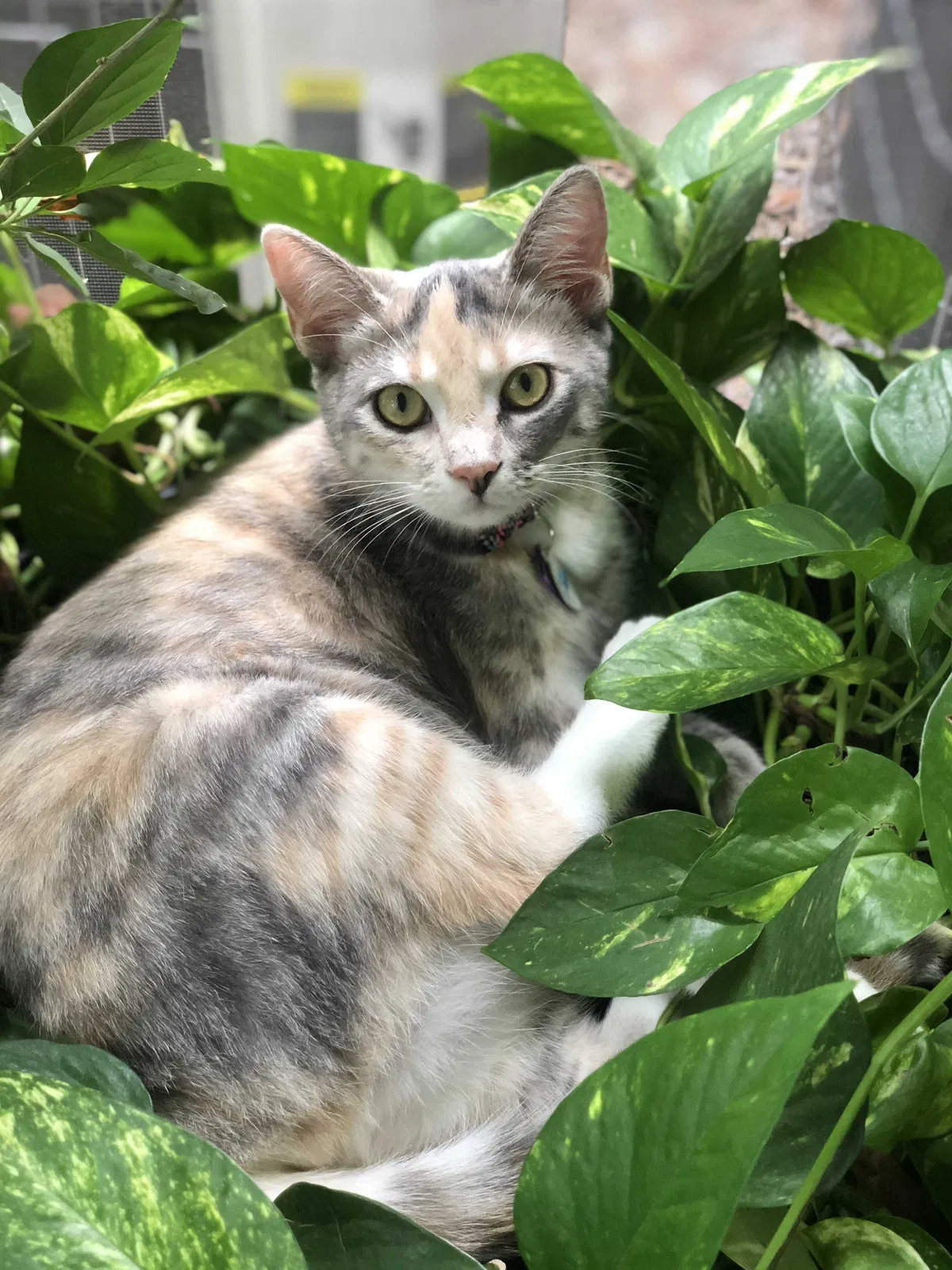Lost cat in Orlando, FL, 32835