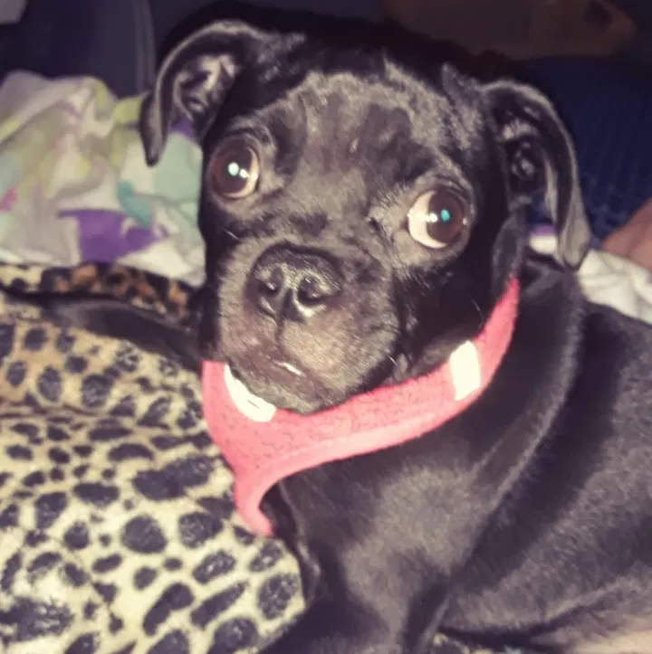 Lost dog in Port Richey, FL, 34668