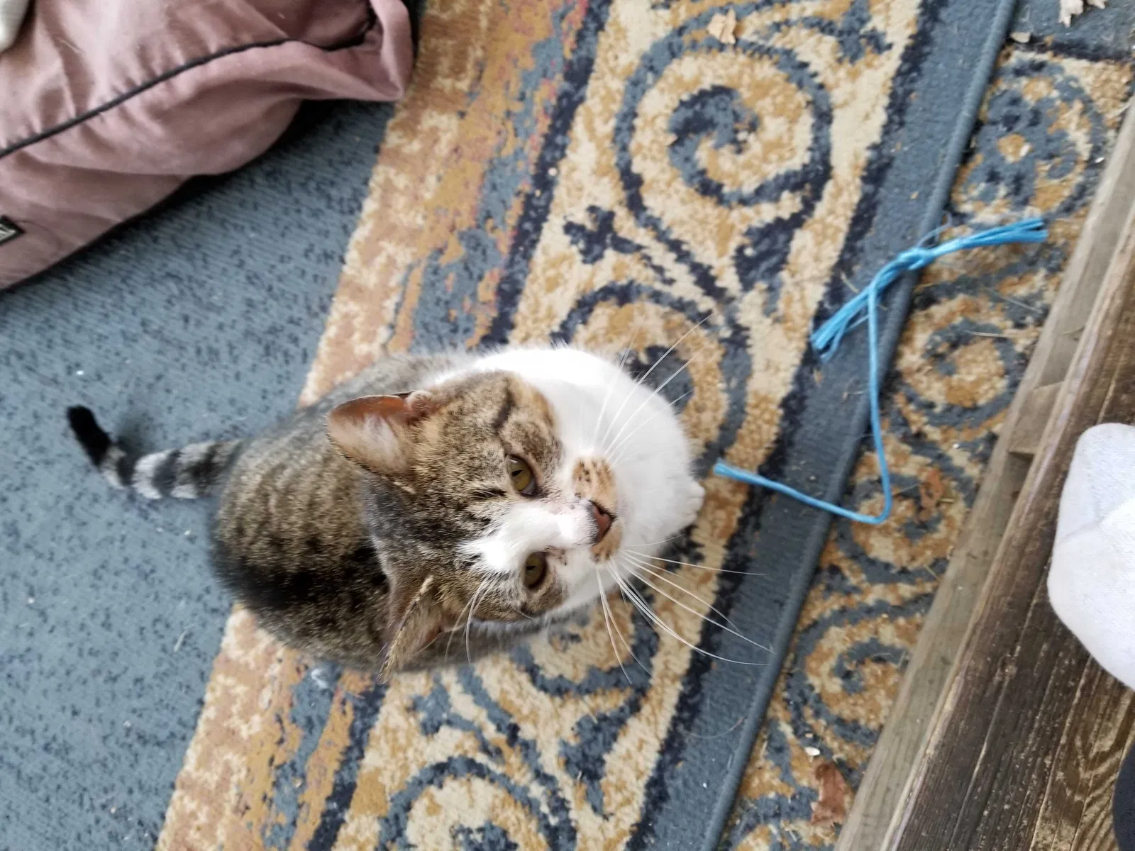 Found cat in Howard City, MI, 49329