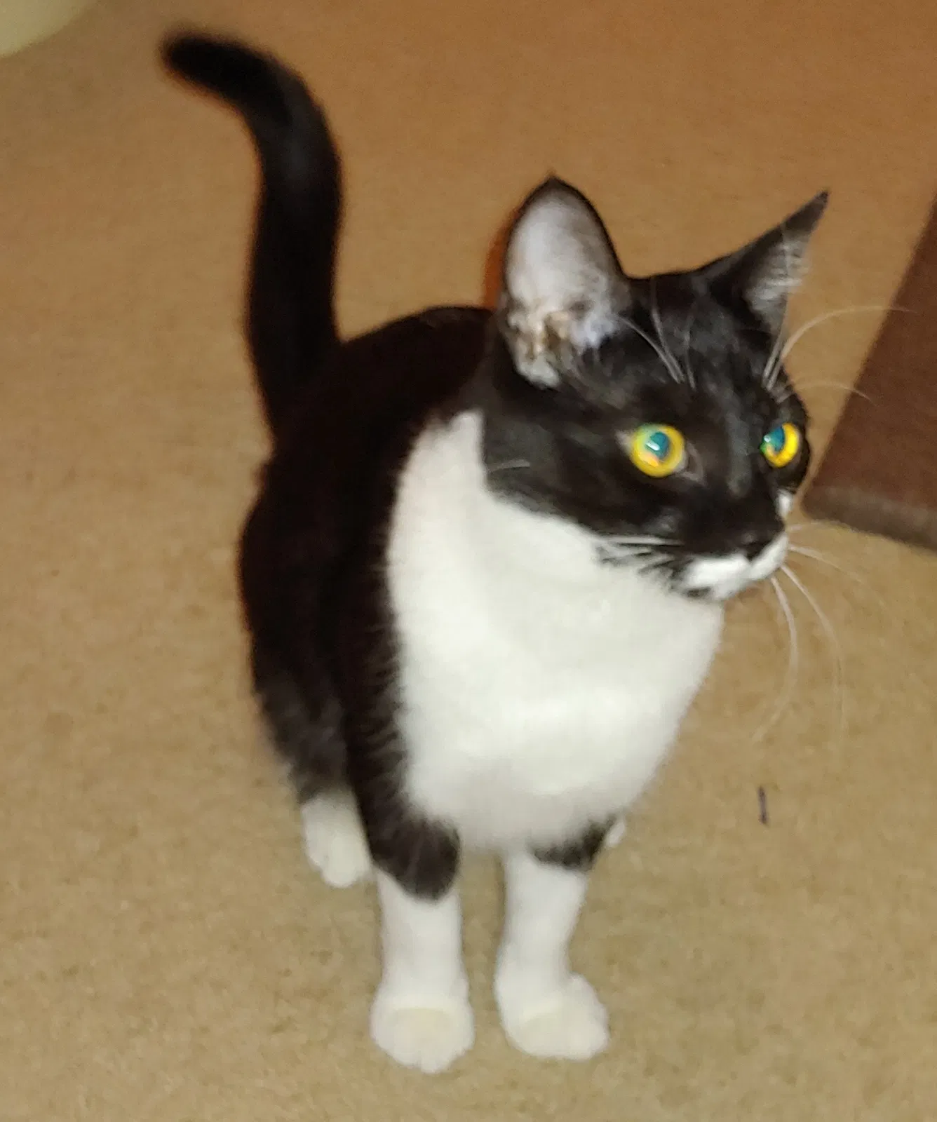 Lost cat in Glen Allen, VA, 23060
