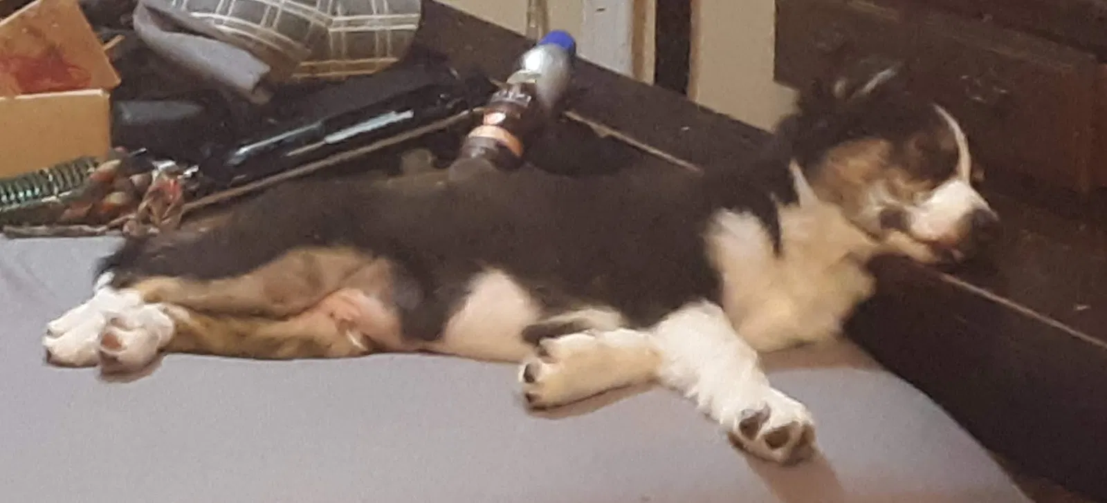 Lost dog in Baton Rouge, LA, 70808
