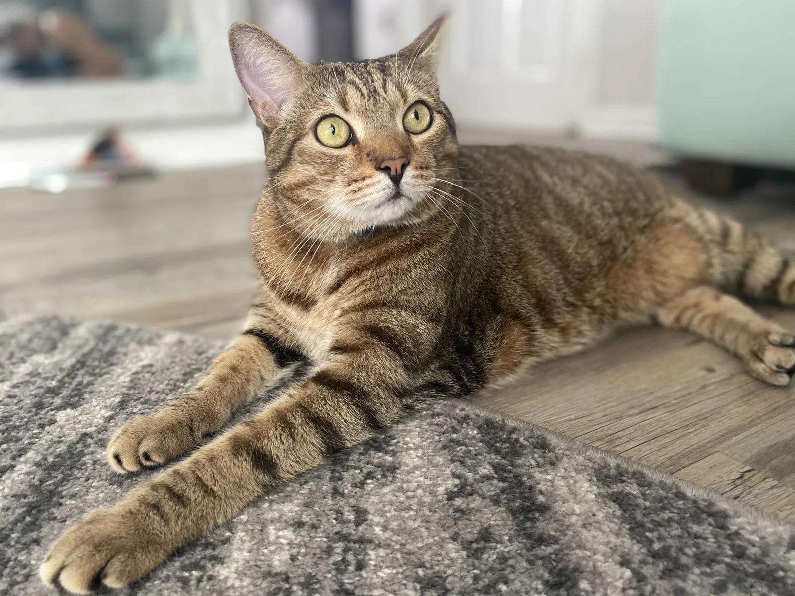 Lost cat in Clearwater, FL, 33760