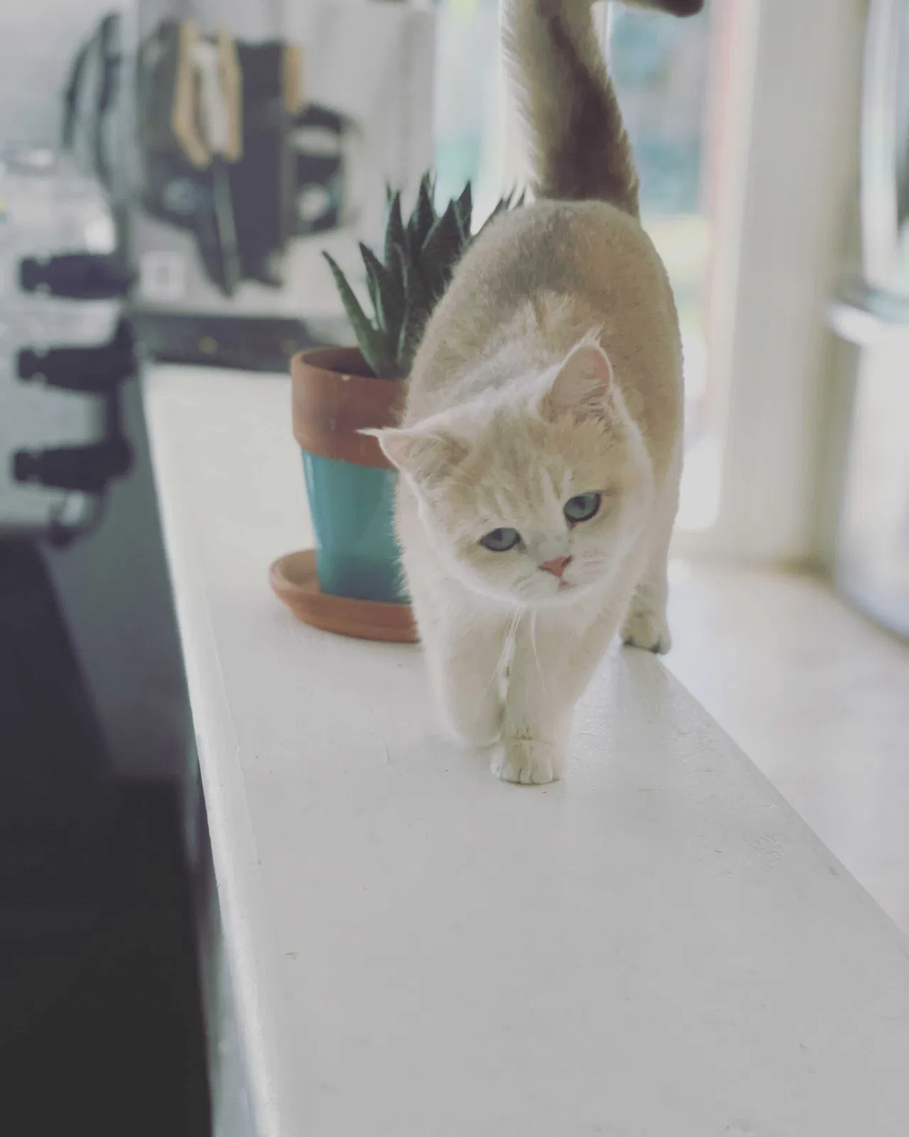 Lost cat in Miami, FL, 33138
