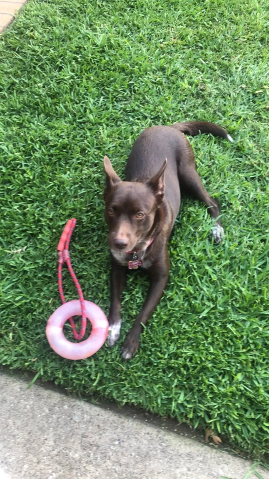Lost dog in Carrollton, TX, 75007