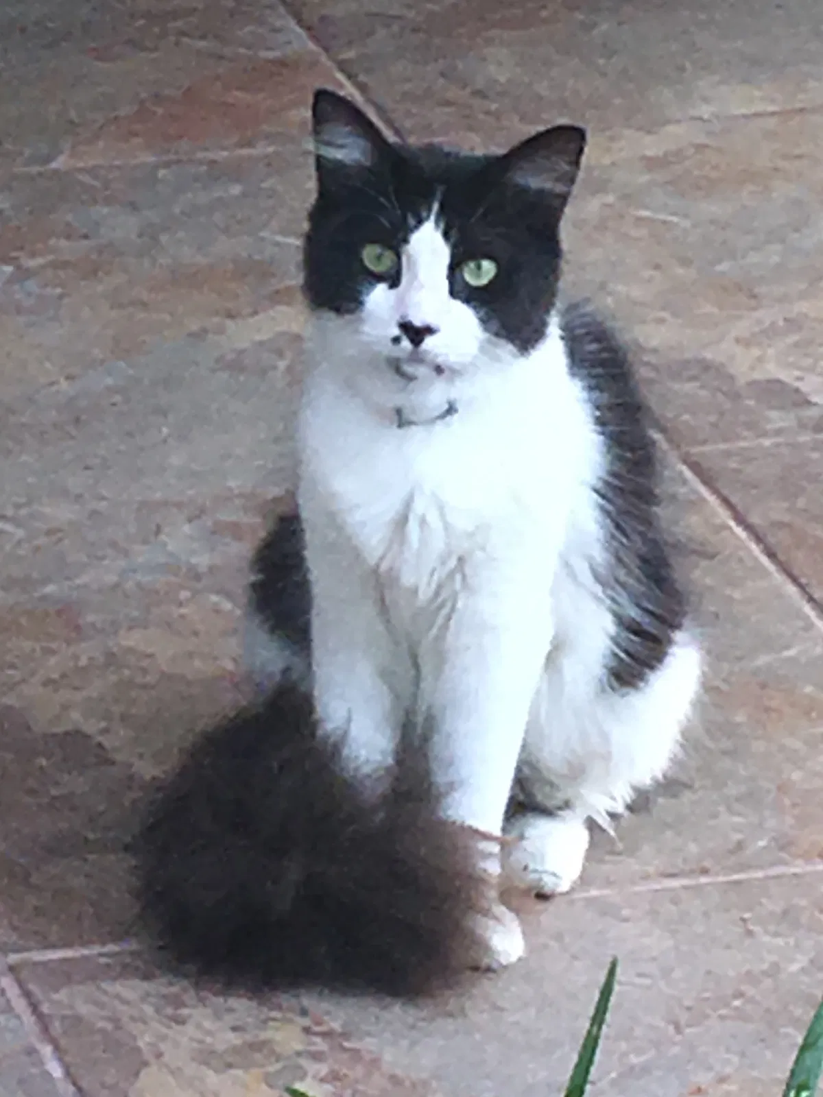 Lost cat in Miami, FL, 33186