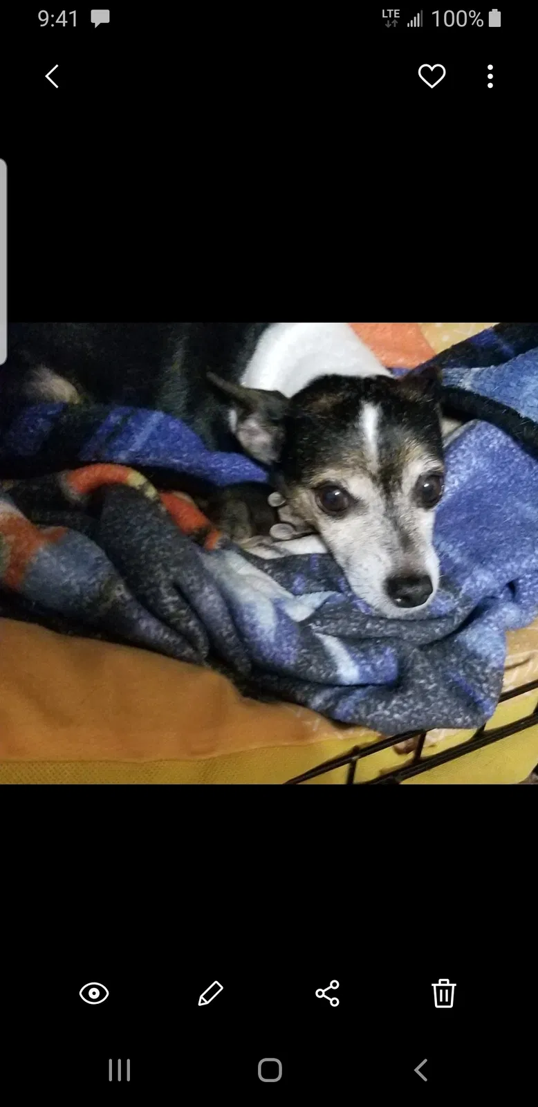 Lost dog in Southlake, TX, 76092