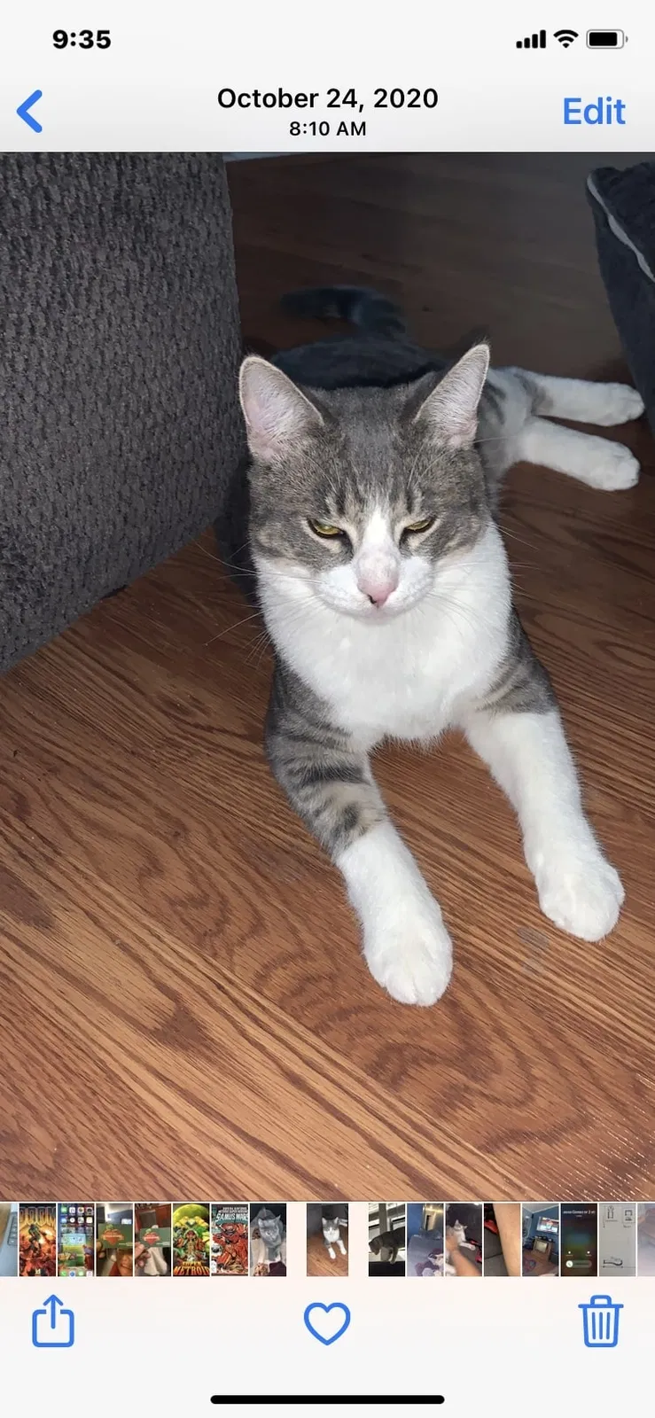 Lost cat in Pittsburg, CA, 94565