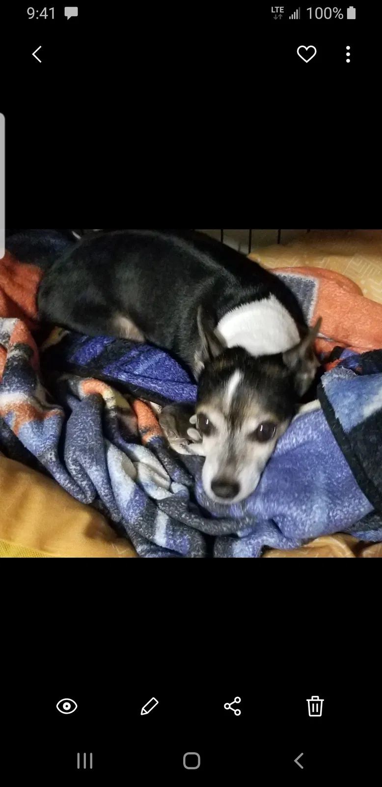 Lost dog in Southlake, TX, 76092