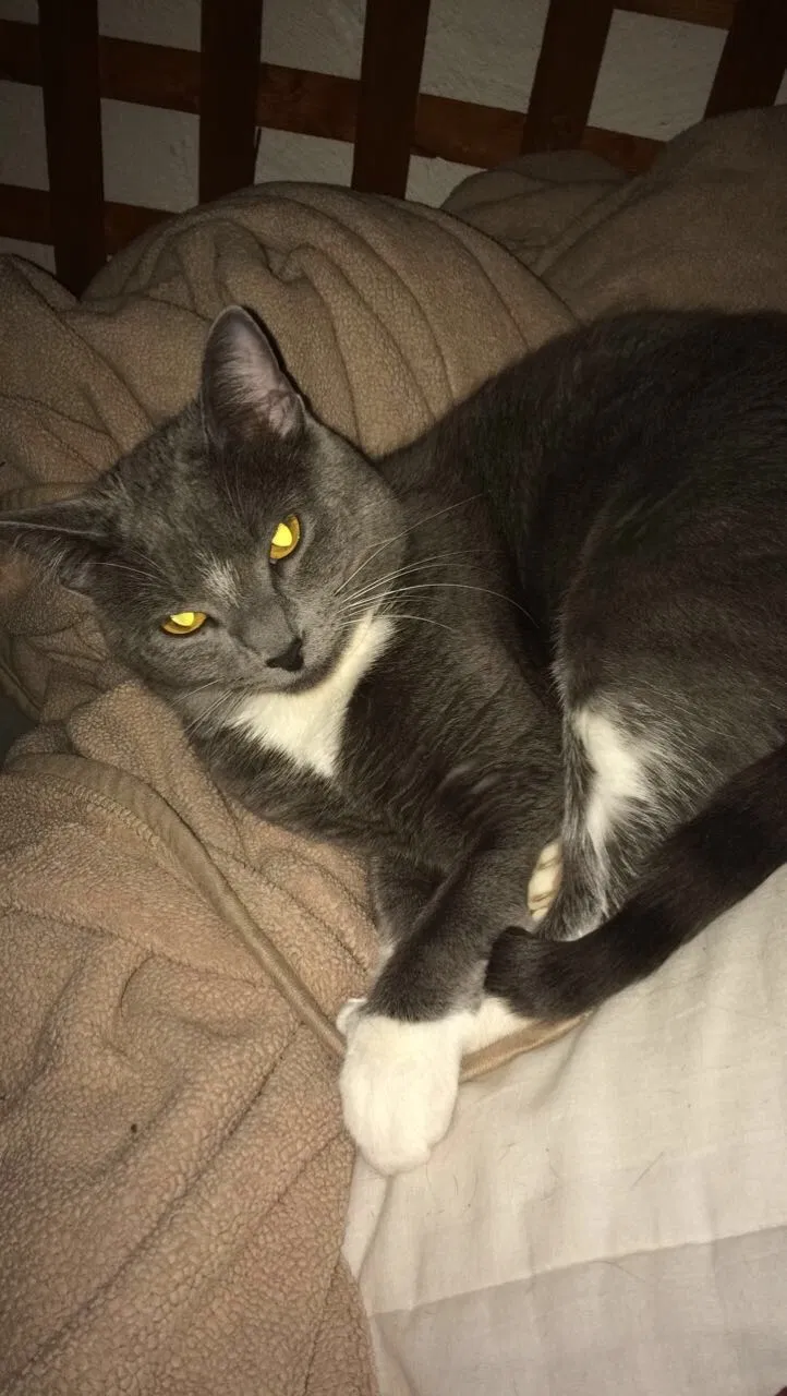 Lost cat in Schererville, IN, 46375