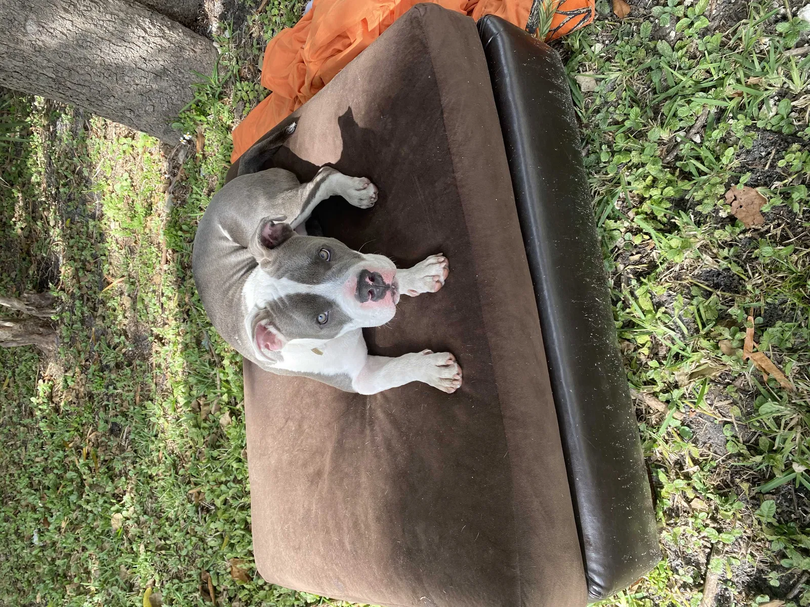 Lost dog in Miami, FL, 33147