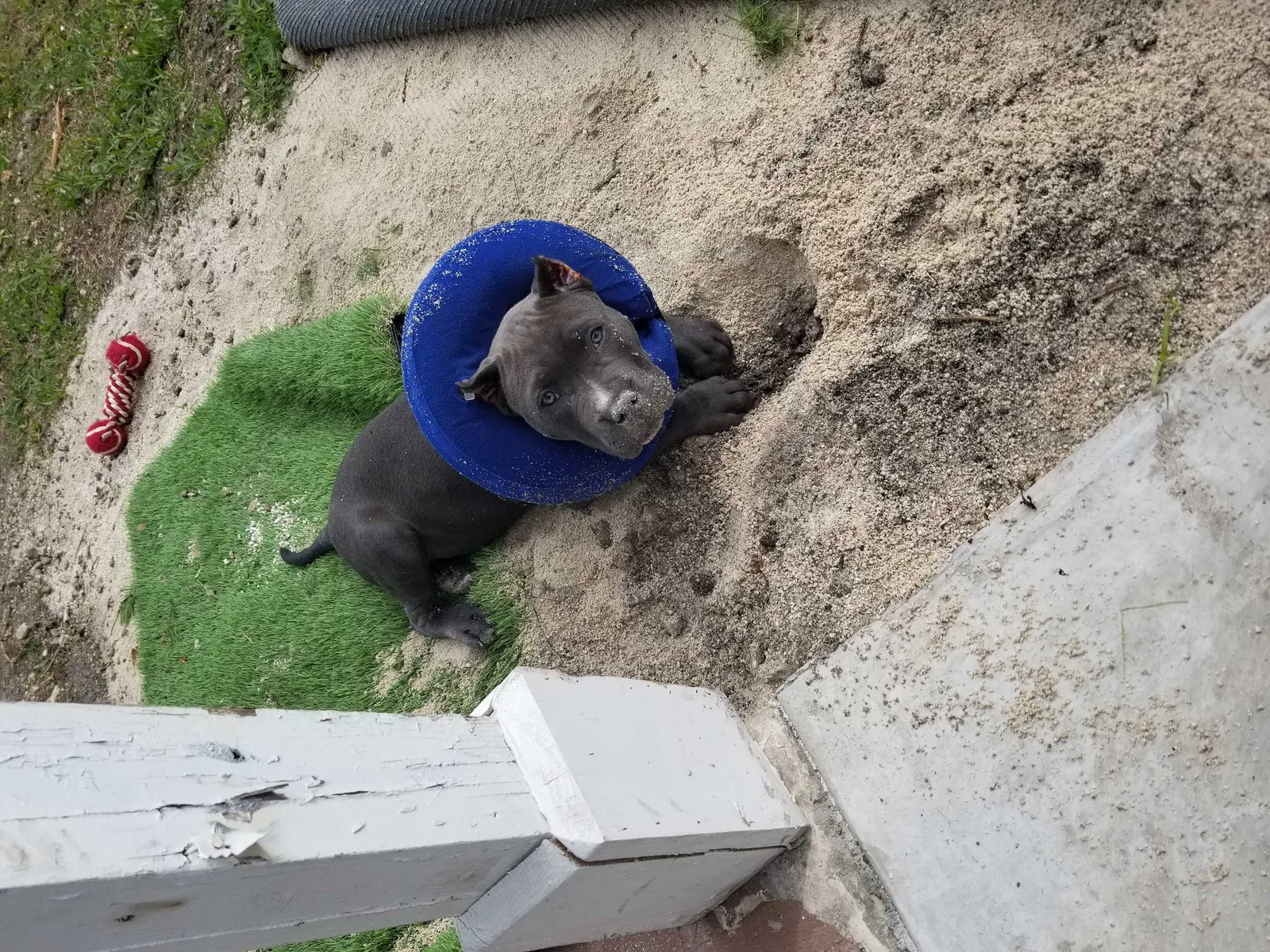 Lost dog in Miami, FL, 33157