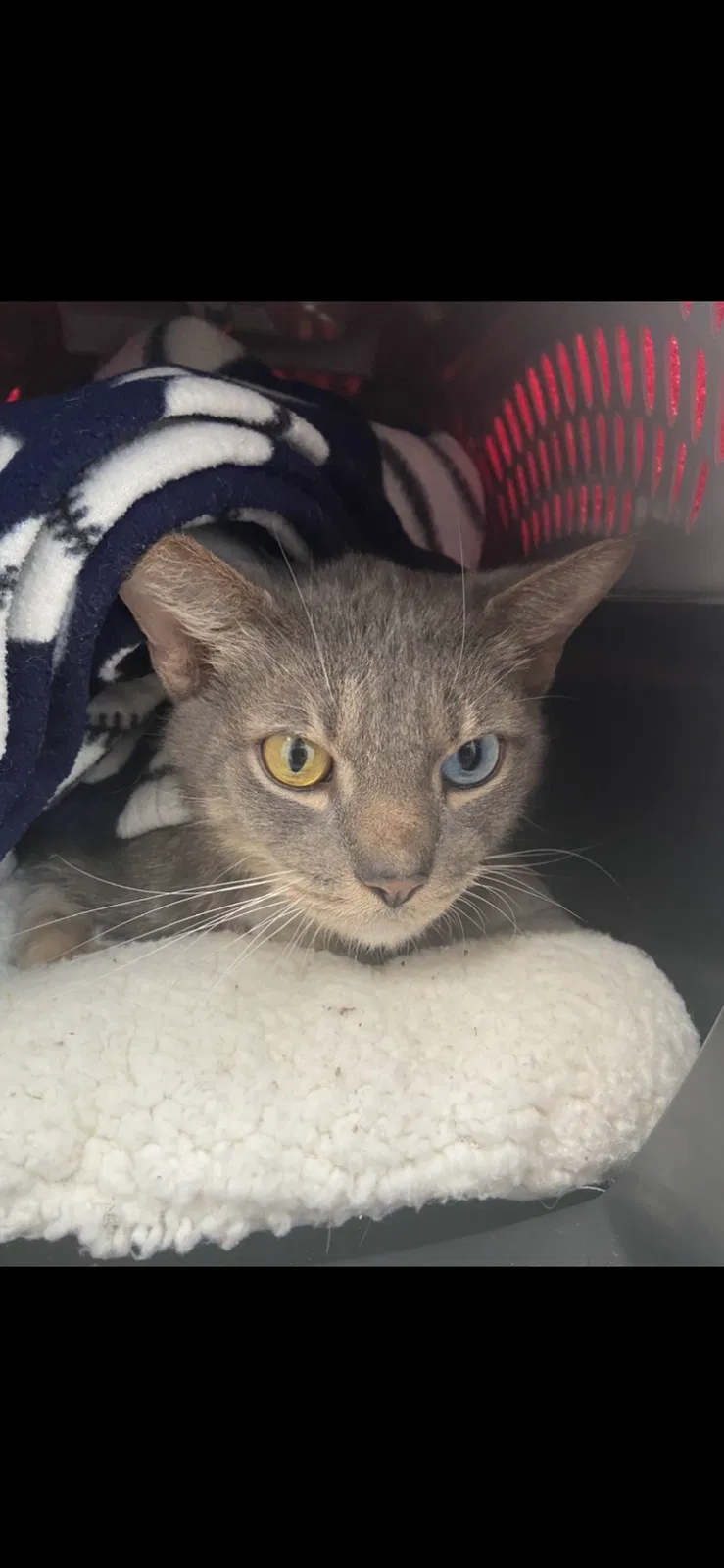 Lost cat in Clearwater, FL, 33755
