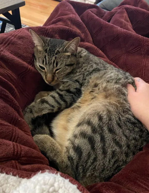 Lost cat in Seattle, WA, 98117