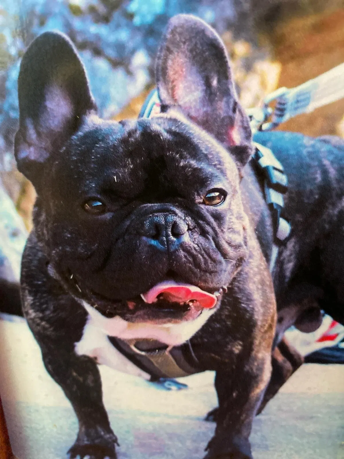 Lost dog in San Lorenzo, CA, 94580