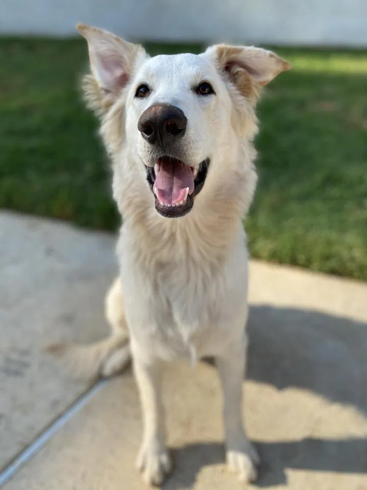Lost dog in Riverside, CA, 92505