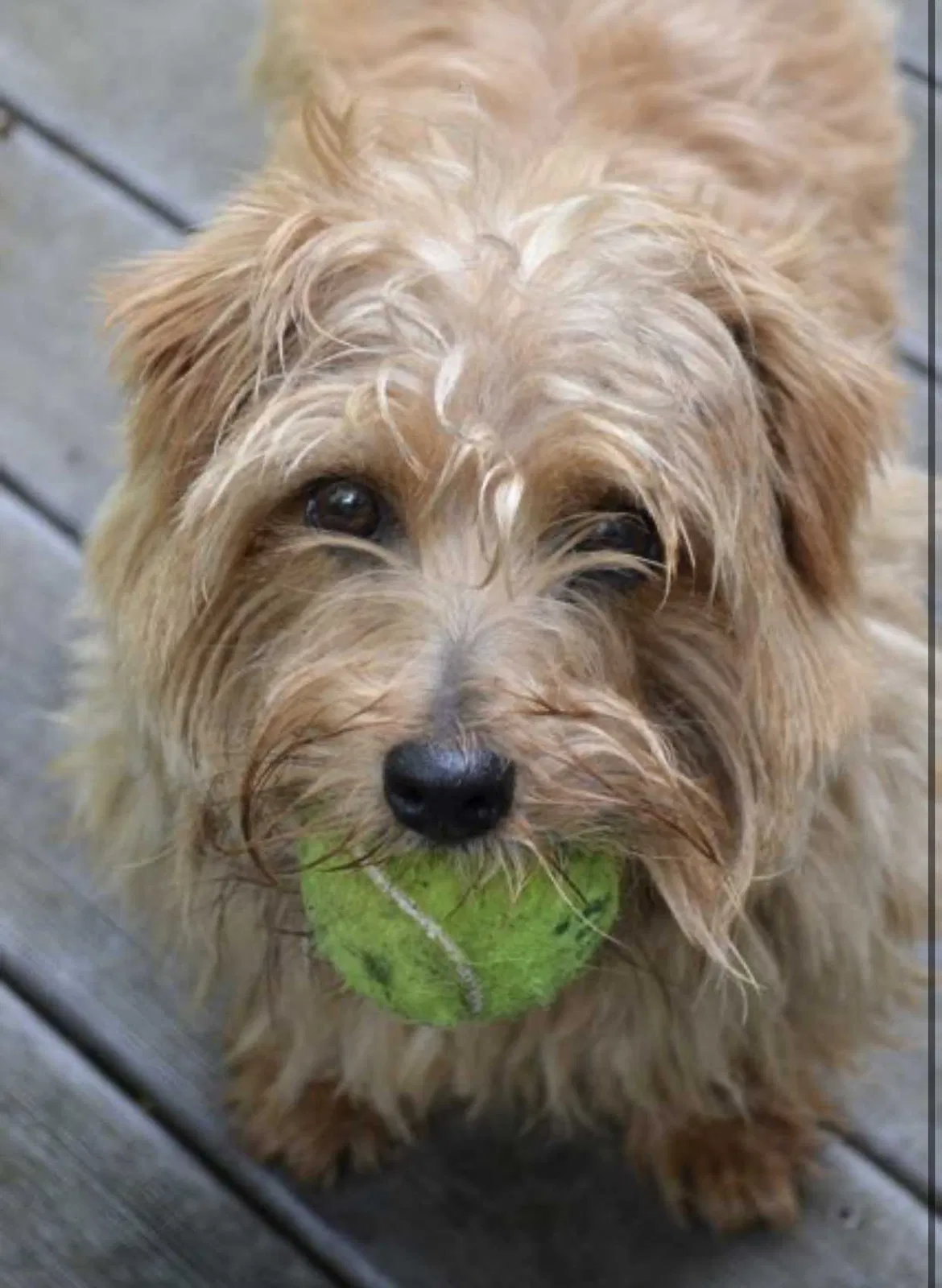 Lost dog in Rialto, CA, 92376
